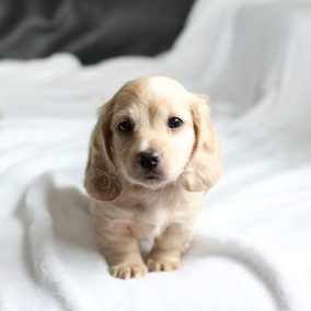 archie (8) archie (8)