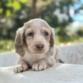 isabella (1) isabella (1)