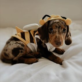 oakely (28) oakely (28)